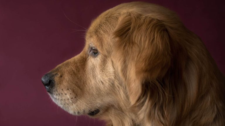 Researchers assess diagnostic criteria for canine glioma