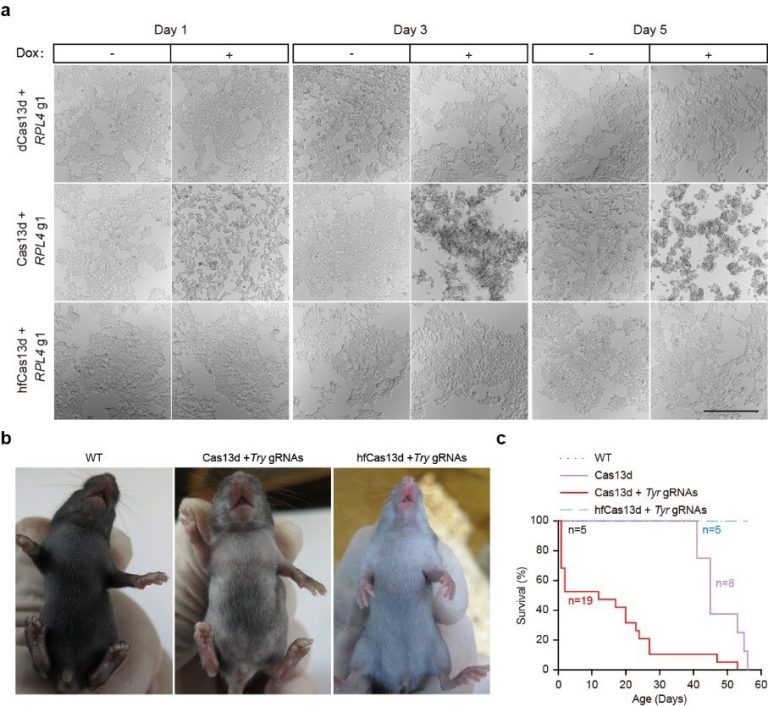 High-fidelity Cas13 variants with minimal collateral RNA targeting