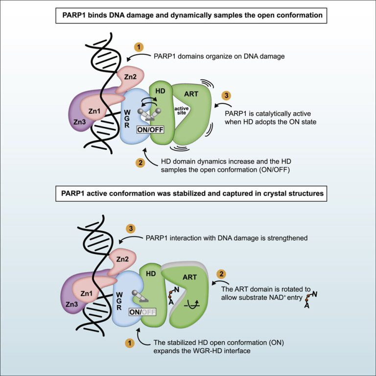 Researchers gain new insights into a dynamic protein targeted in cancer therapy