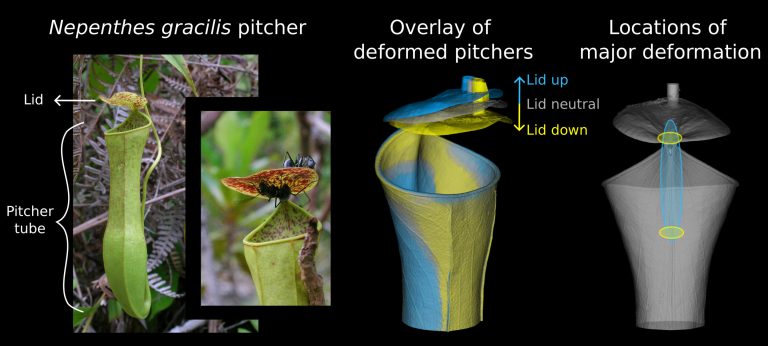 Researchers reveal how an insect-eating plant uses rain energy to power its traps