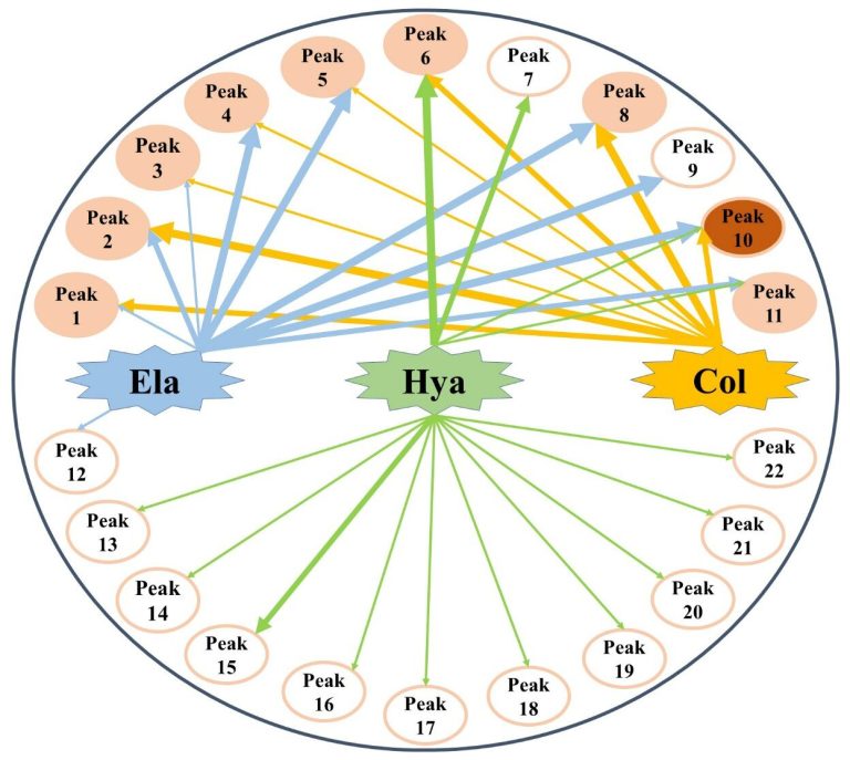 Potential anti-aging components of Moringa oleifera leaf