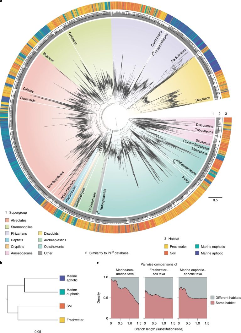 Researchers unveil key processes in marine microbial evolution