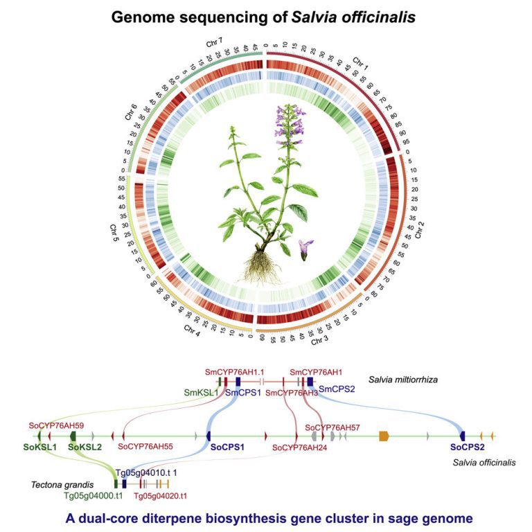 Sage genome provides insight into evolution of diterpenoids of medicinal interest