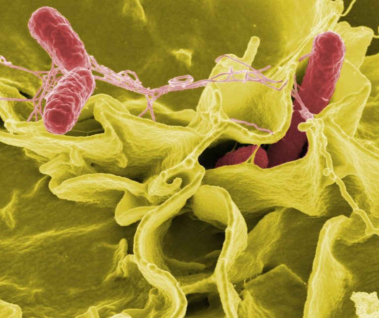 Oil-based systems show promise for eradicating Salmonella on food production machinery