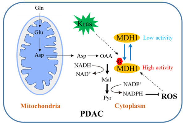 Scientists identify O-GlcNAcylation as cause of pancreatic tumor growth by regulating MDH1