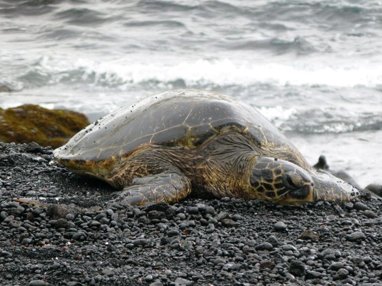 Scientists identify potential bioindicators for monitoring plastic pollution in North Pacific Ocean