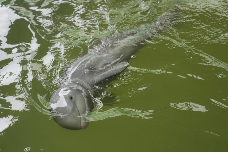 Sick dolphin calf improves with tube-fed milk, helping hands