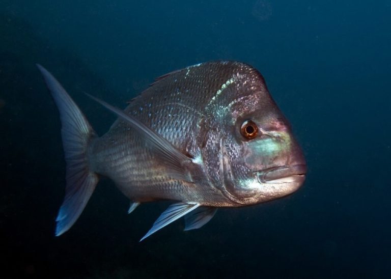 Snapper study finds three oceanic populations in Australia