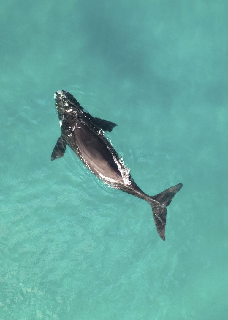 Social media helps scientists monitor rarely sighted whales