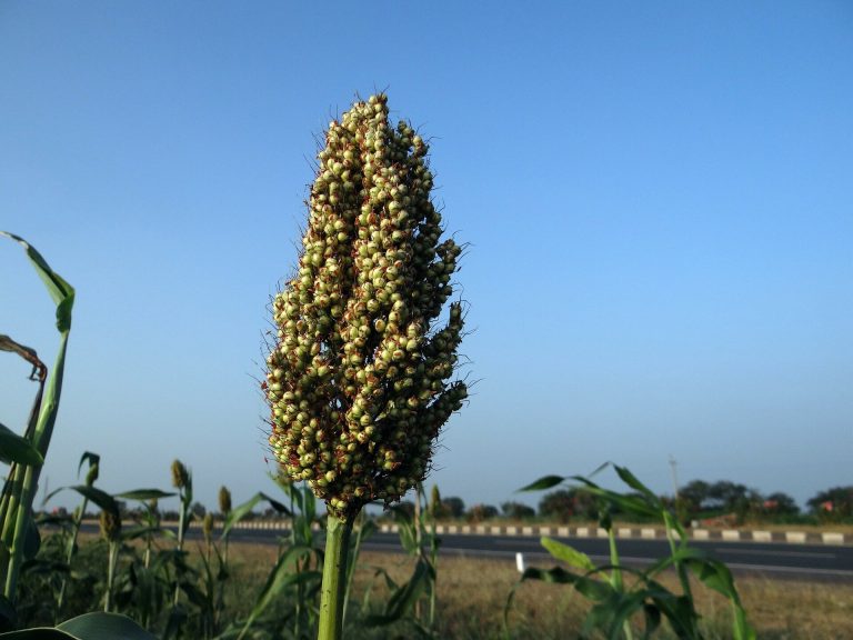 Multi-scale research uncovers microbes that affect sorghum drought response