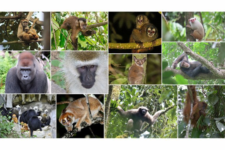 Study links protecting Indigenous peoples’ lands to greater nonhuman primate biodiversity