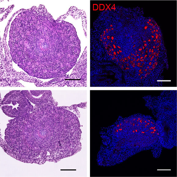 Study reveals how the ovarian reserve is established