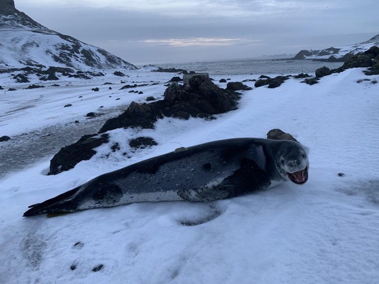 Team provides novel baseline data on leopard seals, mysterious apex predators of Antarctica