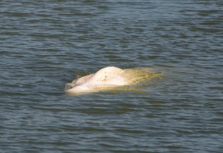 France to give vitamins to beluga stranded in the Seine