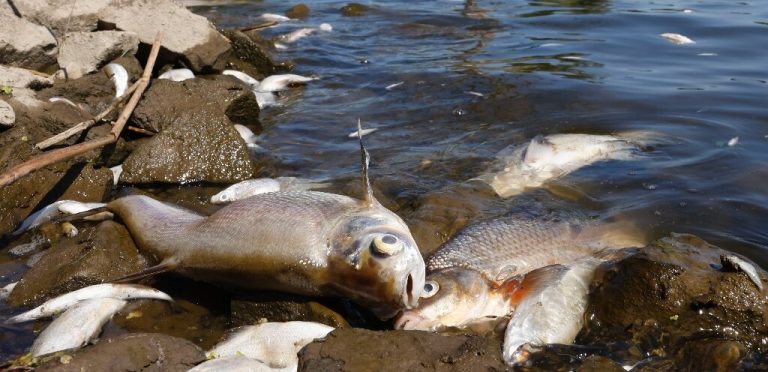 ‘Dead fish everywhere’ in German-Polish river after feared chemical waste dump