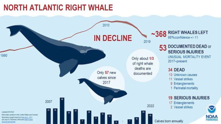 The Soviet Union hunted whales to the brink of extinction, but its scientists secretly tracked its toll