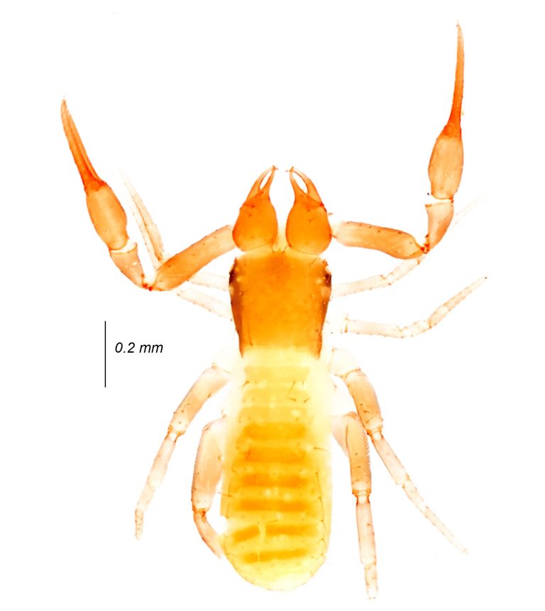 Tracing ancient lineages of pseudoscorpions in the tropical forests of Western India