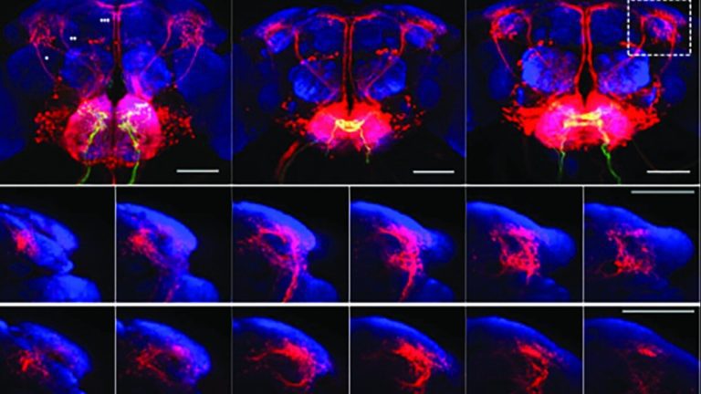 Using new technique, researchers make surprising discoveries about how flies’ brains respond to tastes