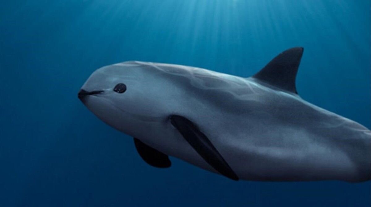 Vaquita porpoises escape extinction longer than expected Sky News