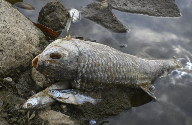 What killed tons of fish in European river? Mystery deepens