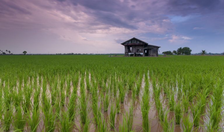 Discovery of transcription factor protein that regulates cold tolerance in rice