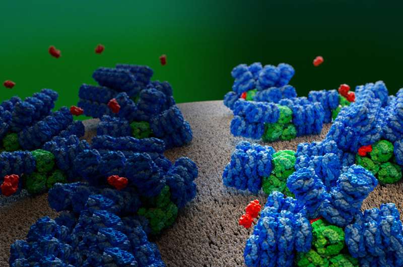 Researchers help reveal a ‘blueprint’ for photosynthesis