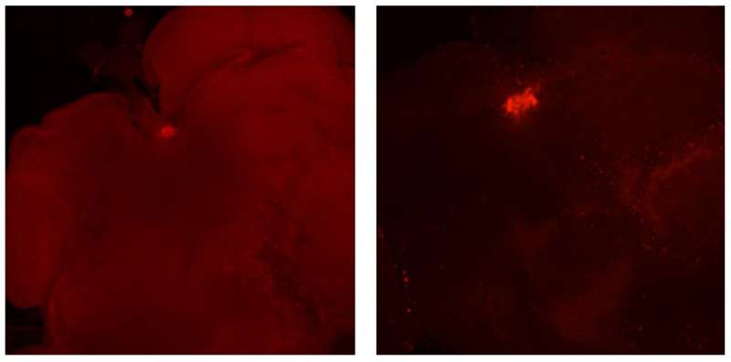 Anti-insulin protein linked to longevity and reproduction in ants