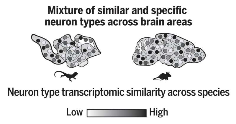 Molecular atlas of an Australian dragon’s brain sheds new light on over 300 million years of brain evolution