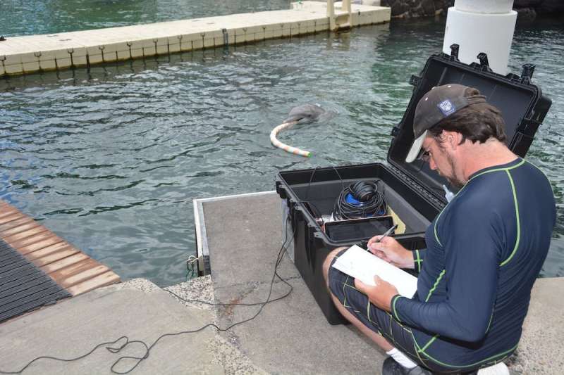 Dolphins use signature whistles to represent other dolphins – similarly to how humans use names