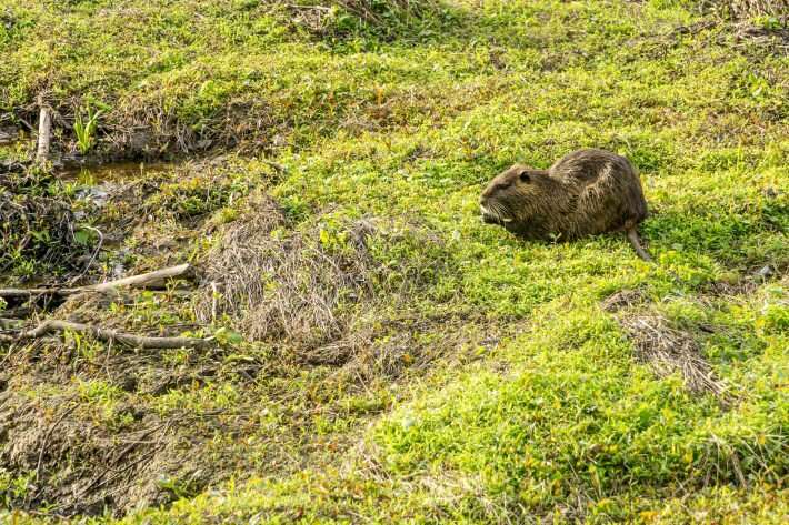 Can New Zealand coordinate national conservation efforts to control pest mammals?