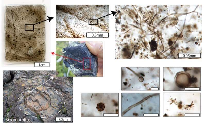 Discovery of new types of microfossils may answer age-old scientific question