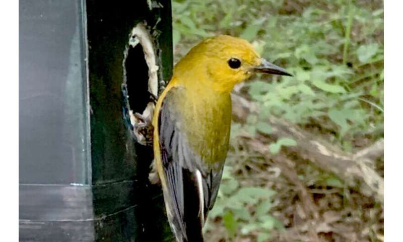 Cowbird chicks do best with two warbler nest mates – not four, not zero, study finds