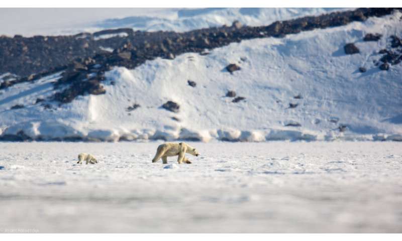 Using eyes in the sky to locate seals in a rapidly changing Arctic