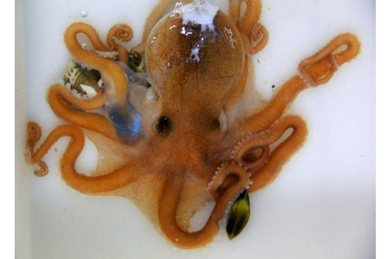 Scientists reveal the true identity of a Chinese octopus