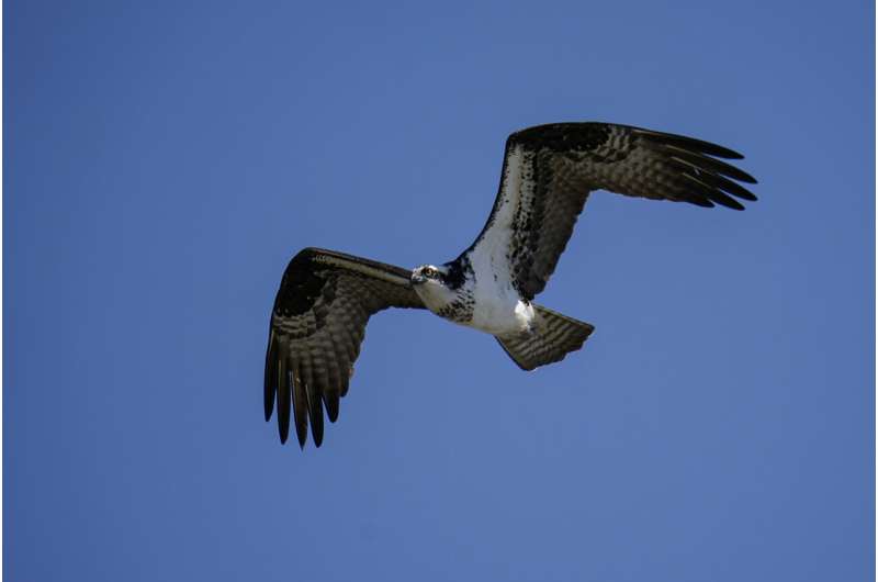 New atlas of bird migration shows extraordinary journeys