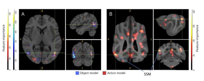 Decoding canine cognition: Machine learning gives glimpse of how a dog's brain represents what it sees