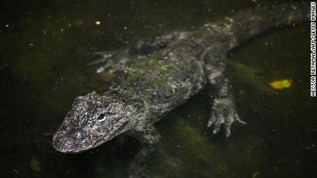 A Chinese alligator at a zoo in Shanghai. Native to the Yangtze, their numbers in the wild are drastically declining and could worsen as the river shrinks and dries up.