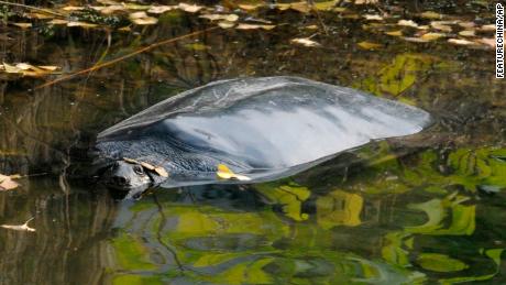 A Yangtze giant softshell turtle at a zoo in Jiangsu province. The species and other turtles are considered seriously threatened.