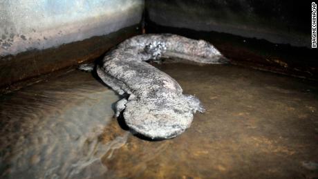 A Chinese giant salamander pictured at a local breeding facility.