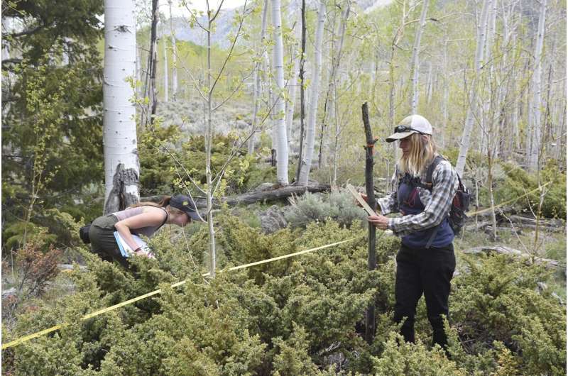 Pando in pieces: Understanding the new breach in the world's largest living thing