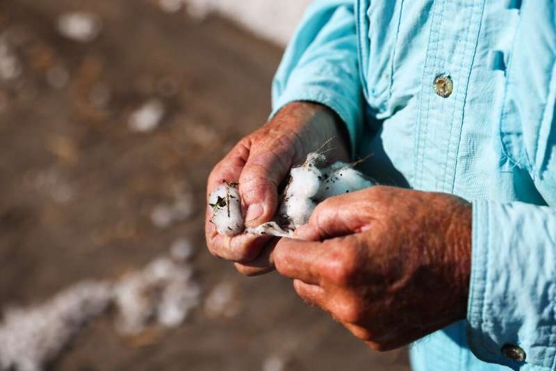 Fourth-generation farmer Steve Patman holds cotton while his staff harvests the crop from a 140 acre field in Ellis County, near