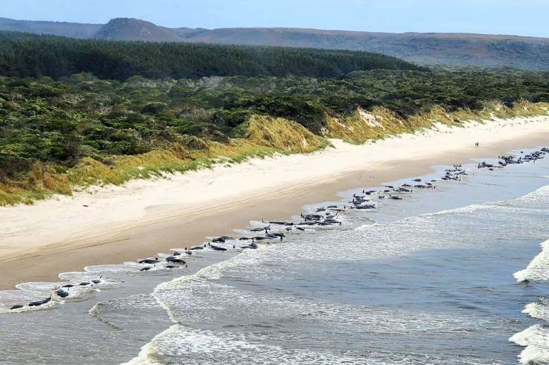 The death of about 200 pilot whales at a Tasmanian beach has renewed questions about what causes such mass strandings and whethe