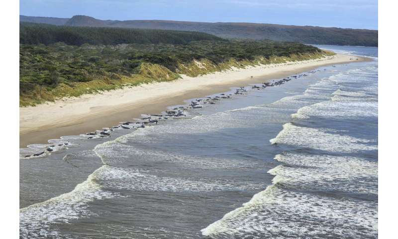 Around 200 stranded whales die in pounding surf in Australia