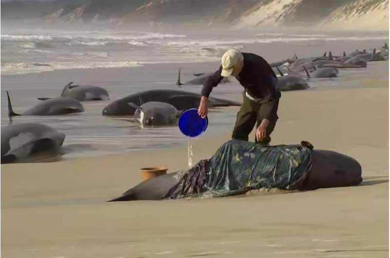 Around 200 stranded whales die in pounding surf in Australia