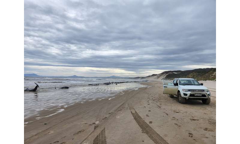 Around 200 stranded whales die in pounding surf in Australia