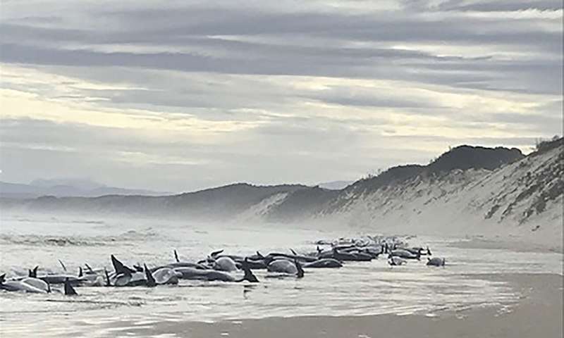 Around 200 stranded whales die in pounding surf in Australia