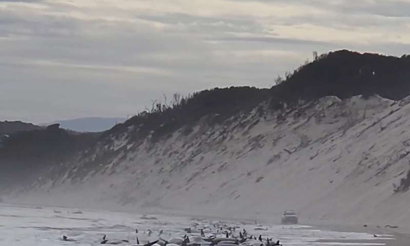 Around 200 stranded whales die in pounding surf in Australia