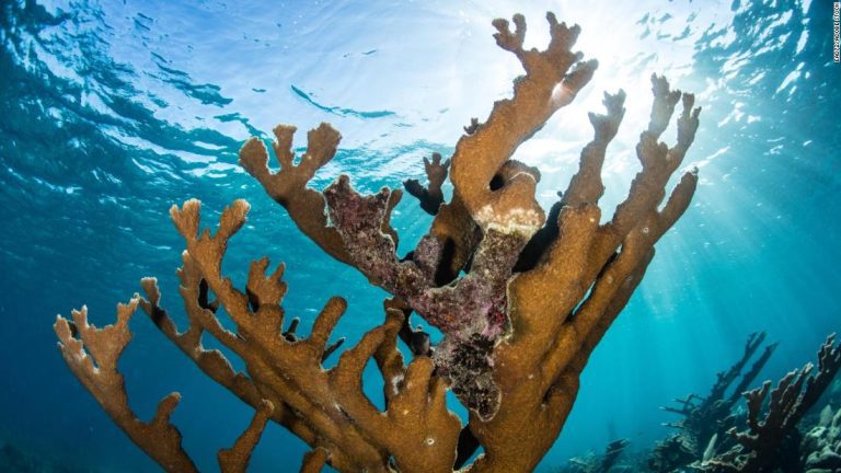 CNN Exclusive: Scientists make major breakthrough in race to save Caribbean coral reefs