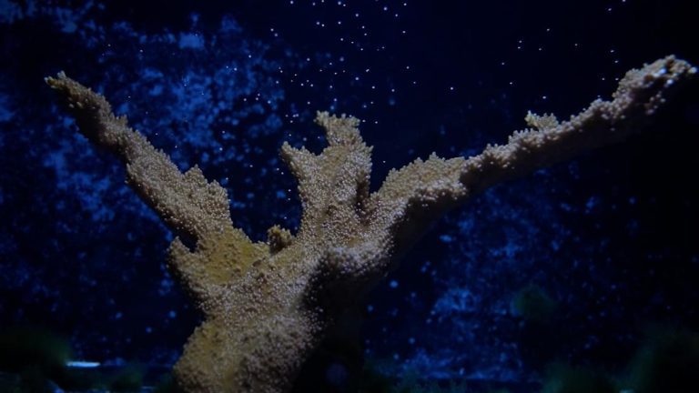 Breakthrough technology helps revitalize dwindling coral species