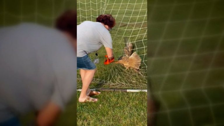 Watch: Teacher rescues owl from soccer net